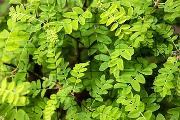 Background of Green Acacia leaves jigsaw puzzle