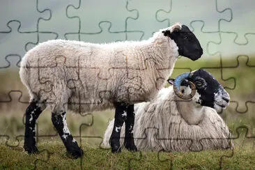 Sheep grazing on a misty morning jigsaw puzzle