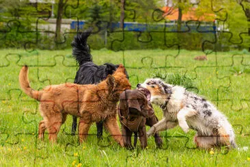 Playing Puppies jigsaw puzzle