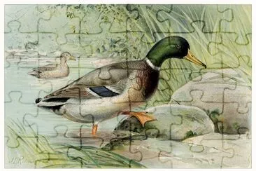 Mallard Duck (Anas Boschas) Male illustrated jigsaw puzzle