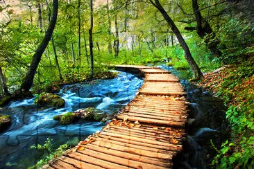 Deep forest stream. jigsaw puzzle