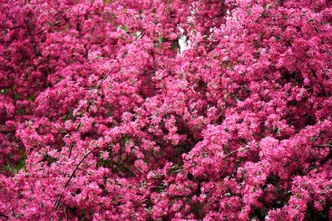 Beautiful bright pink almond flowers jigsaw puzzle