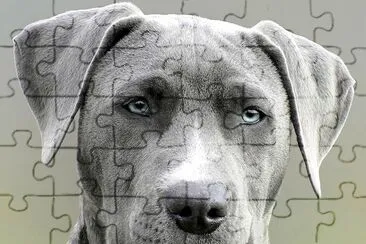 Beautiful Weimaraner Dog jigsaw puzzle