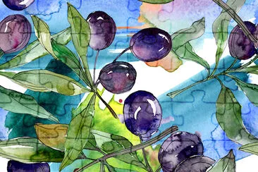 Olives noires sur des branches avec des feuilles vertes