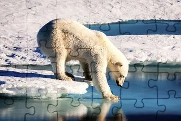 Polar bear at the Arctic jigsaw puzzle