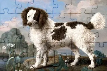 Brown and White Water Spaniel (1778)  jigsaw puzzle