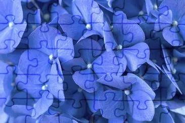 Blue Hydrangea Closeup jigsaw puzzle