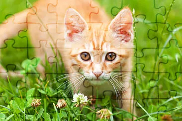 Curious small red kitten jigsaw puzzle