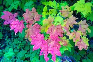 Vine Maple in Autumn jigsaw puzzle