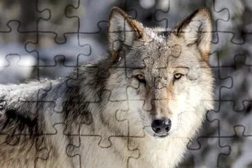 Wolf portrait in the snow jigsaw puzzle