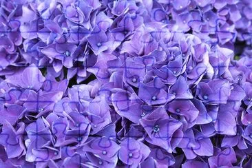 Field of Purple Hydrangea jigsaw puzzle