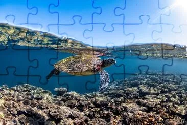 Sea Turtle jigsaw puzzle