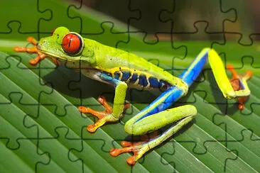 Red-eyed Tree Frog jigsaw puzzle