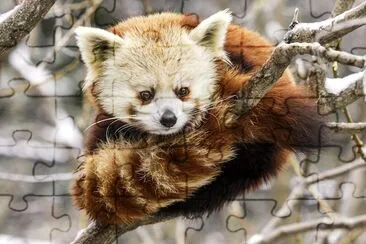 Red Panda jigsaw puzzle