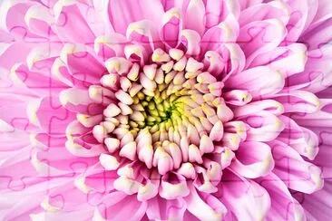 Pink chrysanthemum jigsaw puzzle