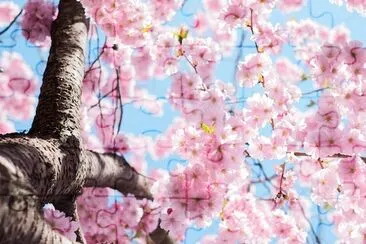 A cherry blossom tree in bloom in Kungsträdgården jigsaw puzzle