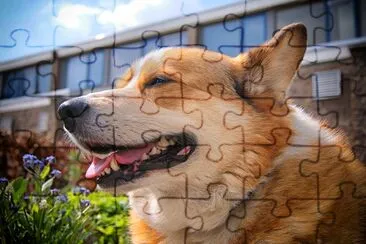 Smiling Corgi Dog jigsaw puzzle