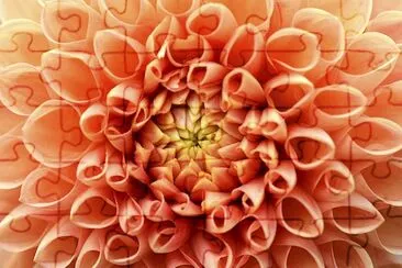 Orange Dahlia Close-up jigsaw puzzle