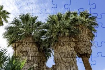 California fan palm jigsaw puzzle