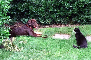 Socks the Cat and Buddy the Dog jigsaw puzzle