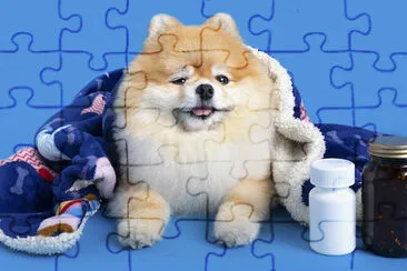 A Cute Pomeranian Dog  jigsaw puzzle