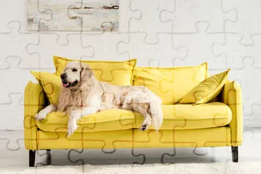 Golden Retriever Lying on Yellow Sofa jigsaw puzzle