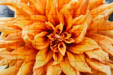 Close up of beautiful orange Chrysanthemum jigsaw puzzle