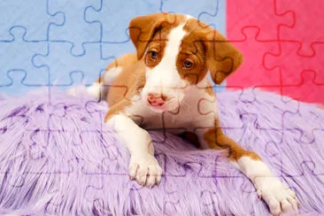 Dog is Lovely Color Set jigsaw puzzle