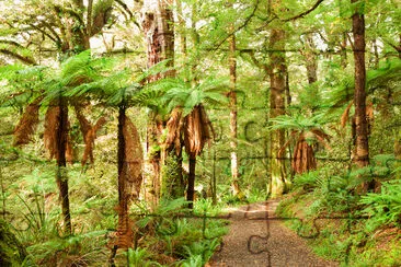 Rain Forest with Fern Trees jigsaw puzzle