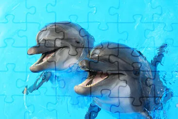 Laughing Dolphins jigsaw puzzle