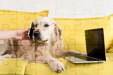 Golden Retriever Working on the Sofa jigsaw puzzle