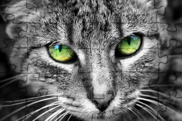 Cat with Green Eyes Stares into the Camera jigsaw puzzle