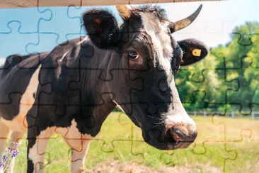 Cow on Sunny Pasture jigsaw puzzle