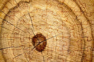 Tree Oak Cut jigsaw puzzle