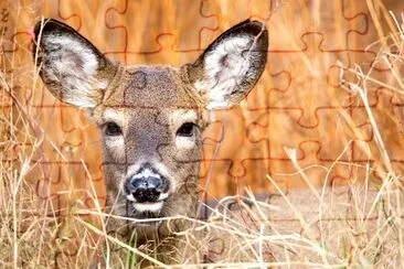 Deer in the Woods jigsaw puzzle