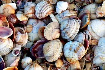 Countless Seashells on the Beach jigsaw puzzle