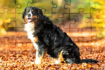 Bernese Mountain dog in Autumn jigsaw puzzle