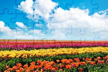 Tulip Fields jigsaw puzzle