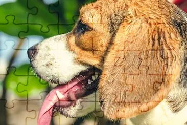 Beagle Dog in the Park jigsaw puzzle