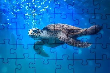 Sea turtle jigsaw puzzle