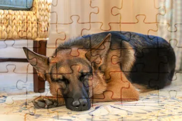 Commander naps nearby while Joe Biden jigsaw puzzle