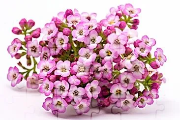 Alyssum Flower Petal jigsaw puzzle