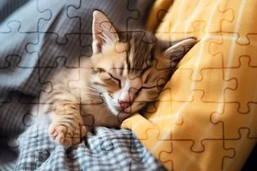 Perfect Kitten jigsaw puzzle