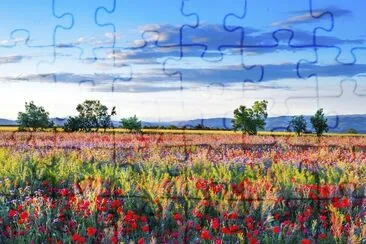 Red poppy field jigsaw puzzle