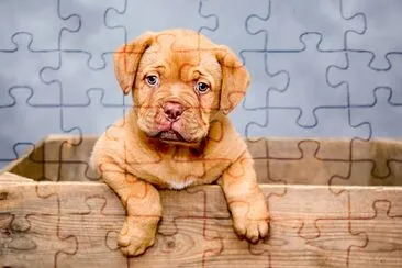 Dogue de Bordeaux Puppy jigsaw puzzle