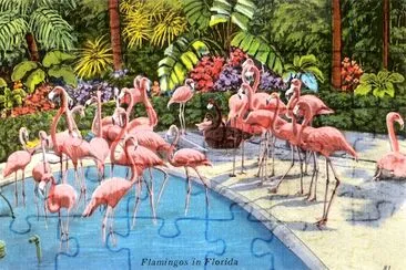 Flamingos in Florida jigsaw puzzle