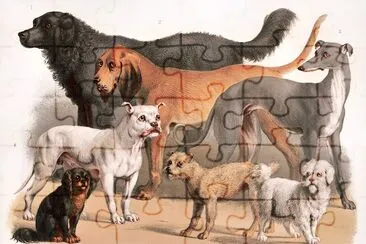 Carnivora (1874) jigsaw puzzle