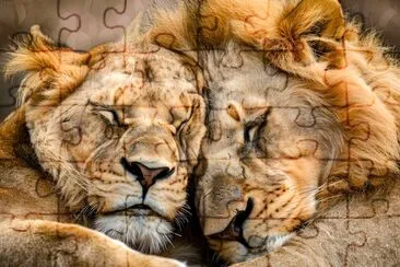 Lions לֹuddling jigsaw puzzle