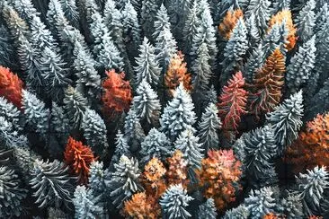 Pine Trees Aerial View jigsaw puzzle