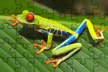 Red-eyed Tree Frog jigsaw puzzle